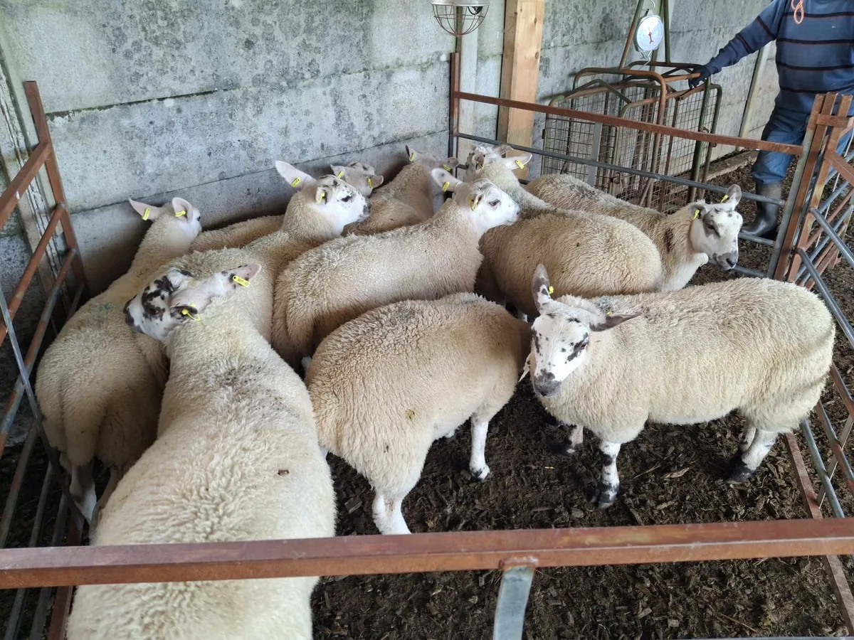 Butcher lambs - Image 4