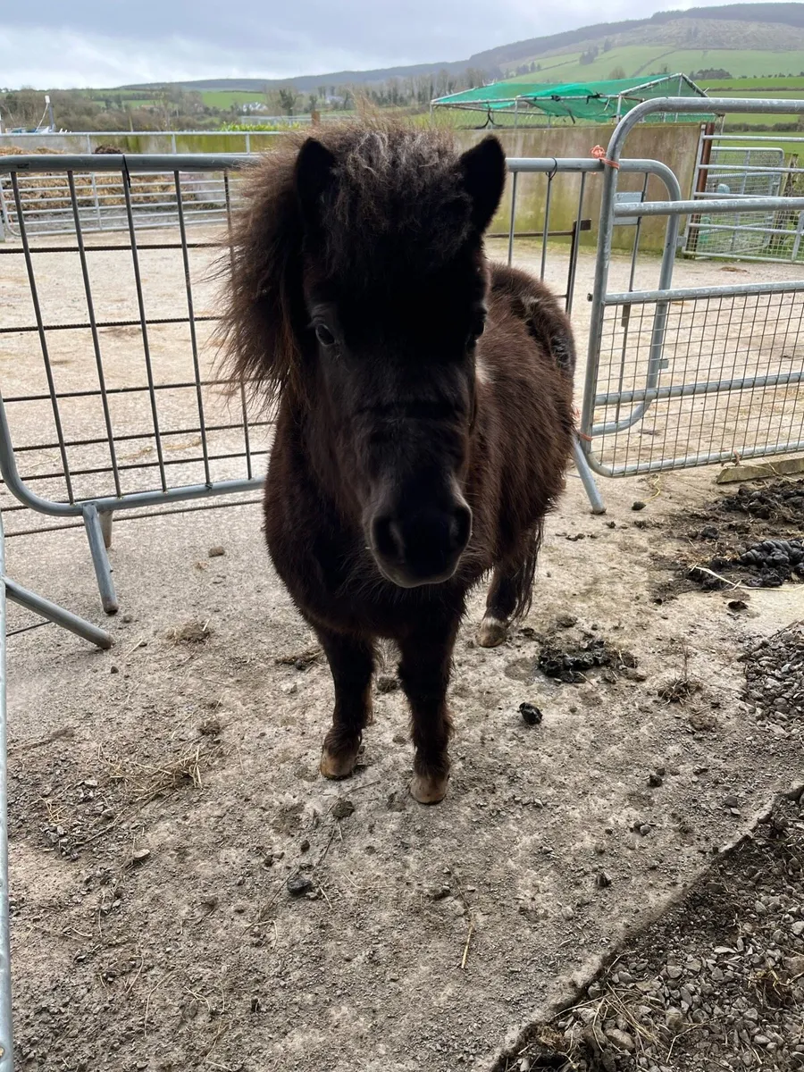 4yr old lead-rein miniature pony - Image 1