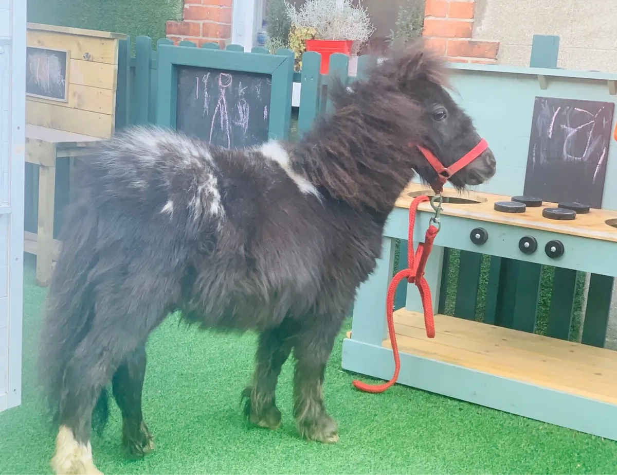 4yr old lead-rein miniature pony - Image 2