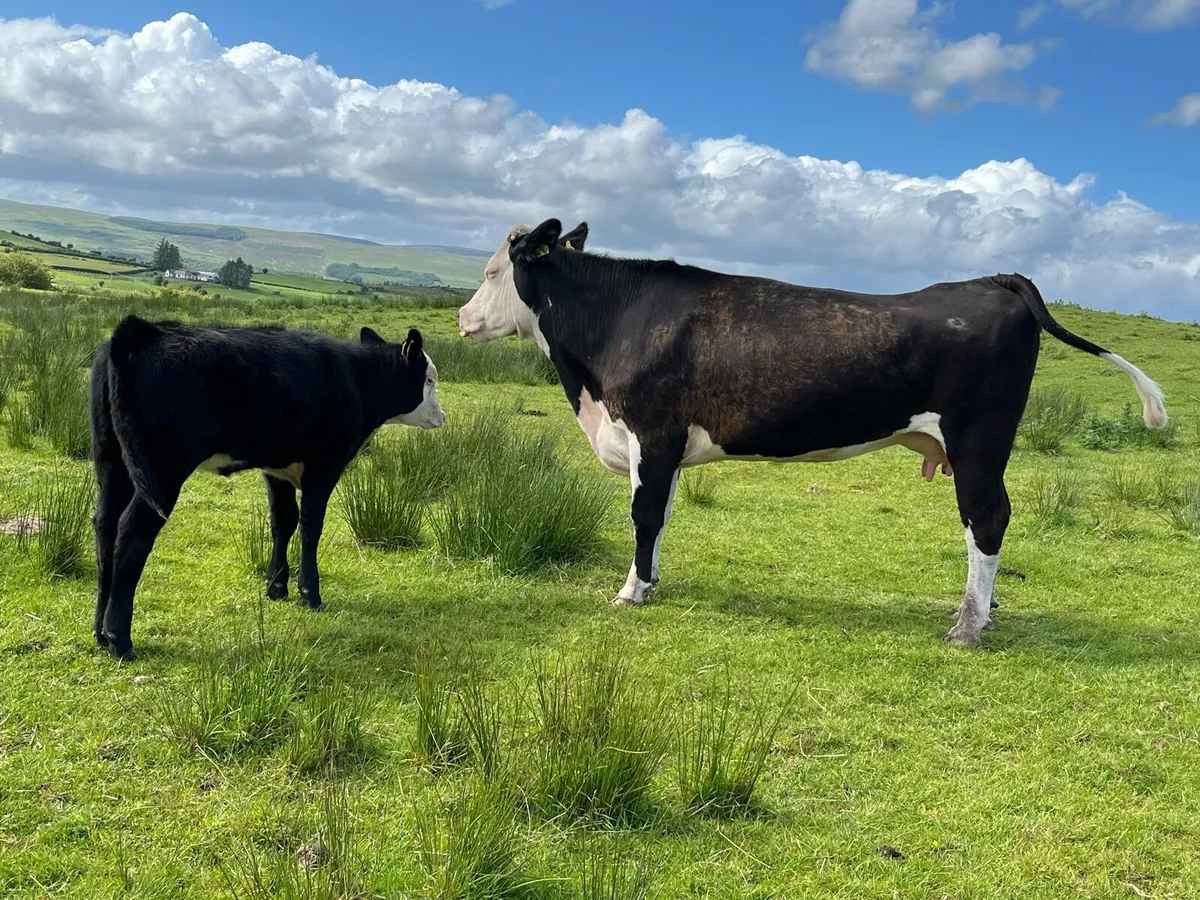 Cow and Calf - Image 2