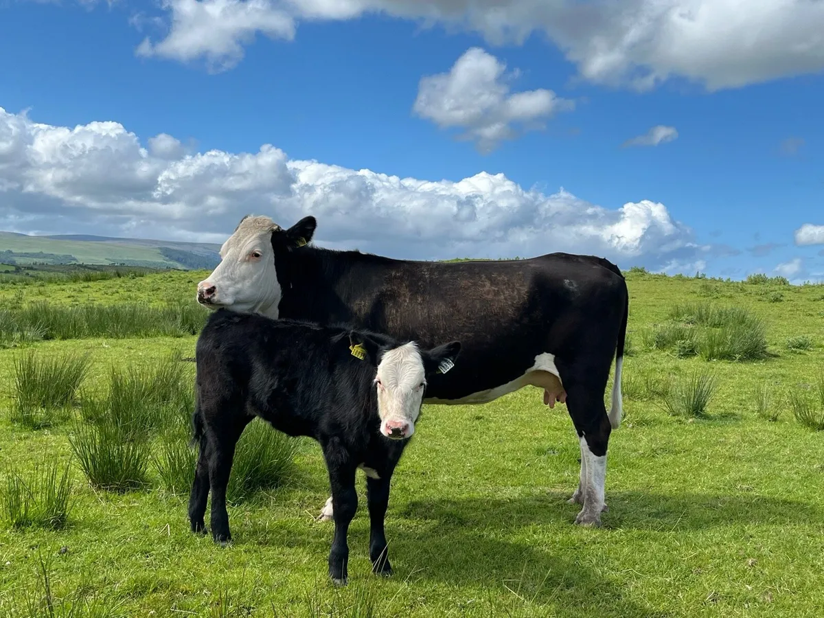 Cow and Calf - Image 1