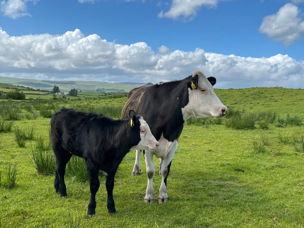Cow and Calf - Image 3