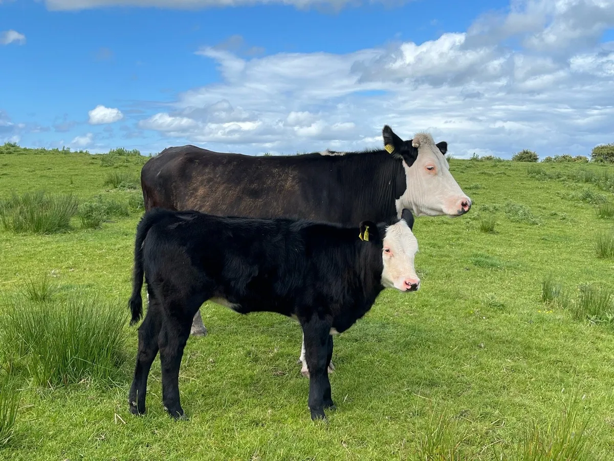 Cow and Calf - Image 4