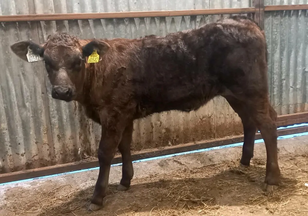 LIMOUSIN  HEIFER  RUNNER  OFF  MILK - Image 1