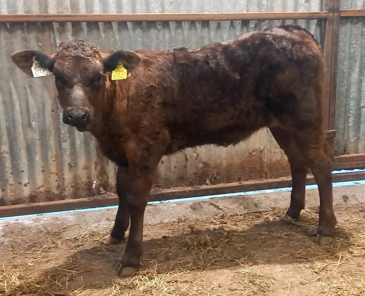 LIMOUSIN  HEIFER  RUNNER  OFF  MILK - Image 2