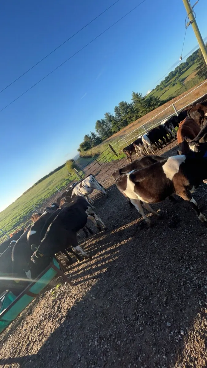 Contract heifer rearing