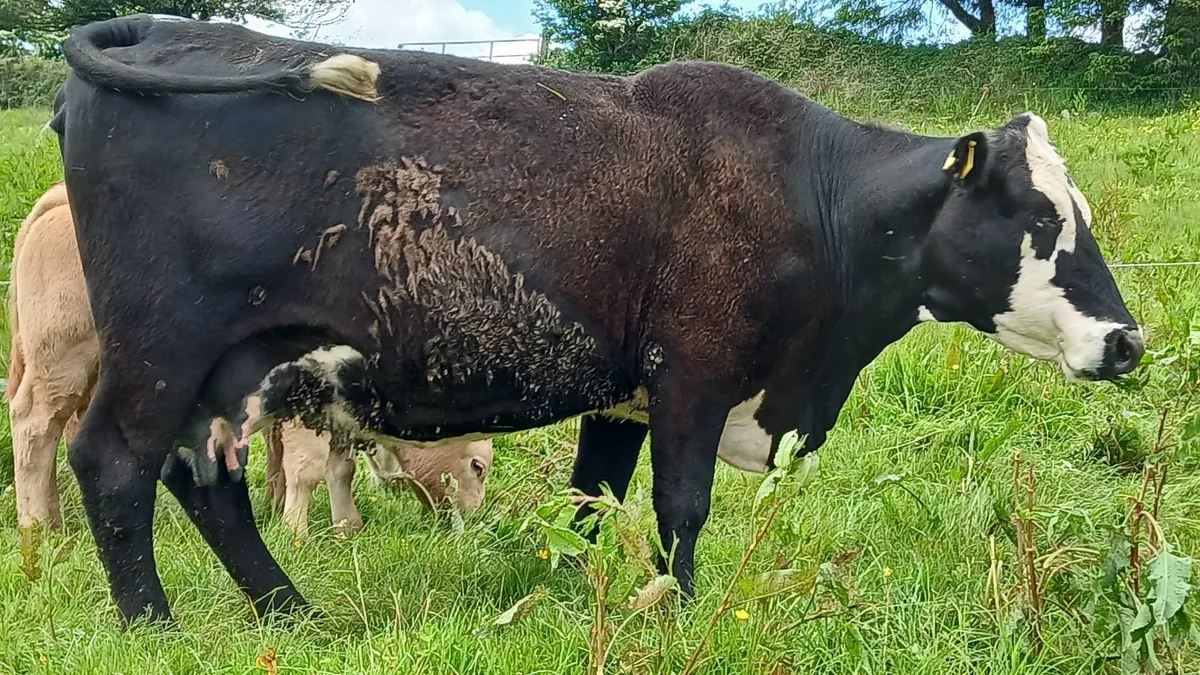 Super Sucker Cow and calf - Image 1