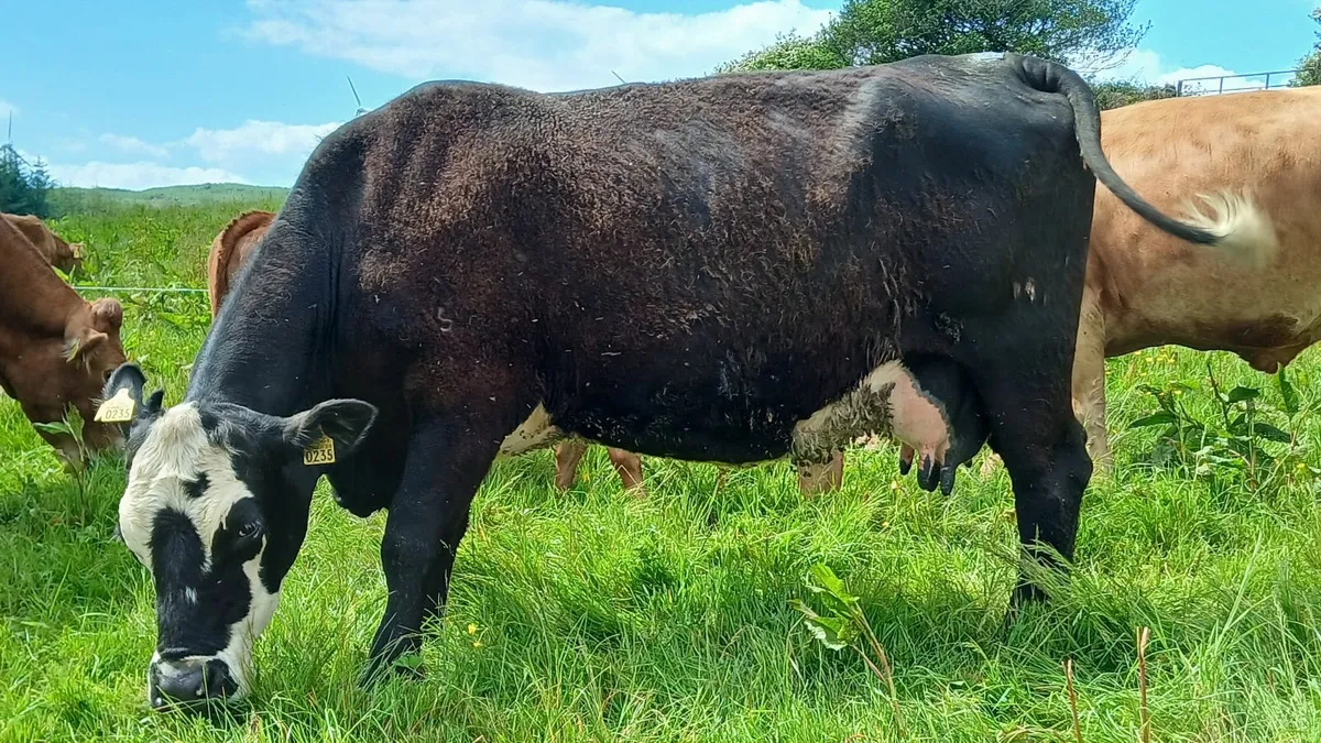 Super Sucker Cow and calf - Image 2