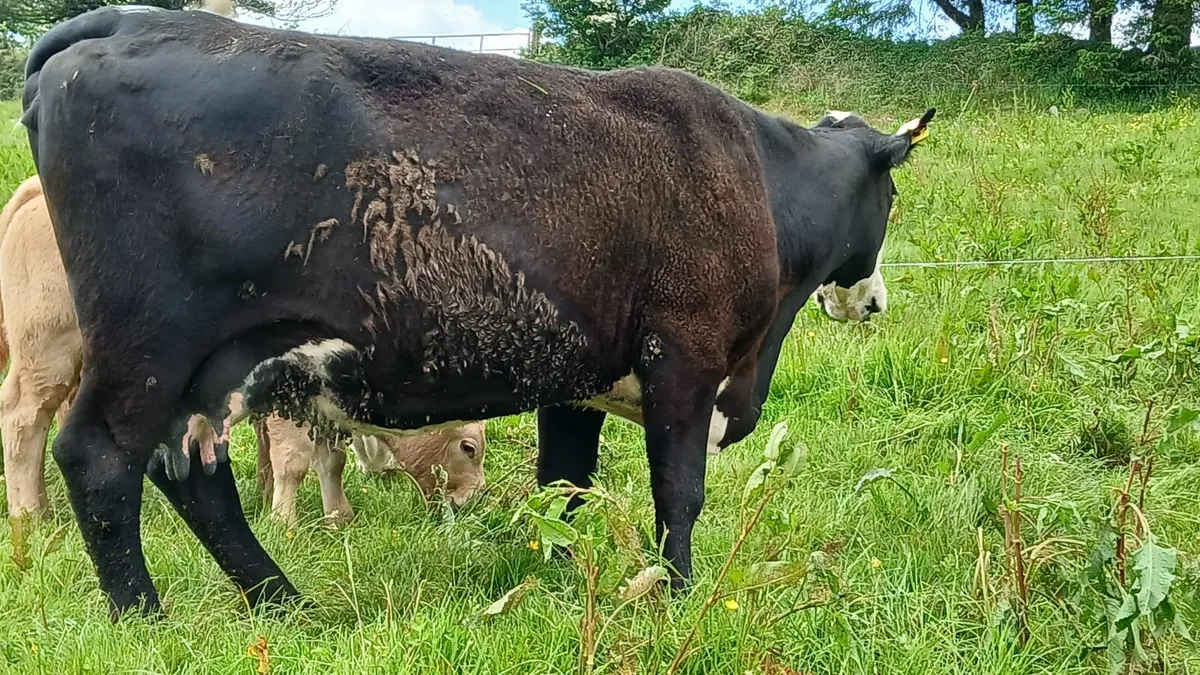 Super Sucker Cow and calf - Image 3