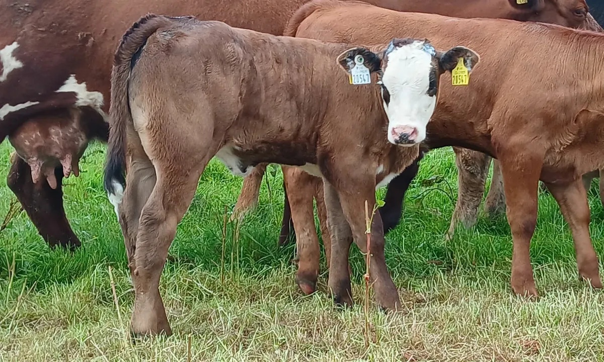Super Sucker Cow and calf - Image 4
