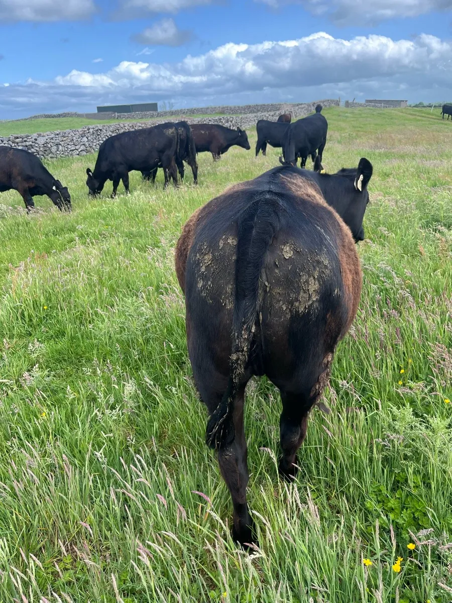 Angus heifers - Image 2