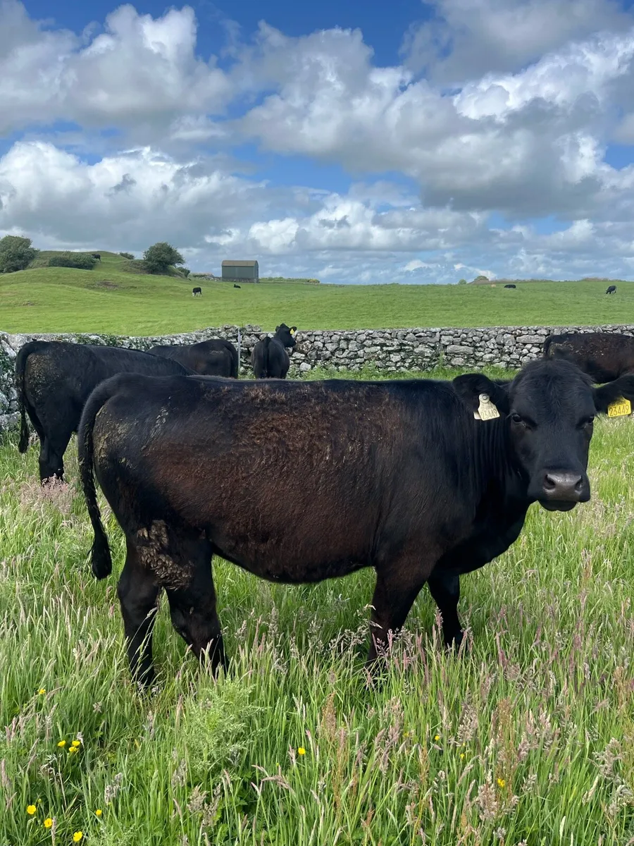 Angus heifers - Image 3