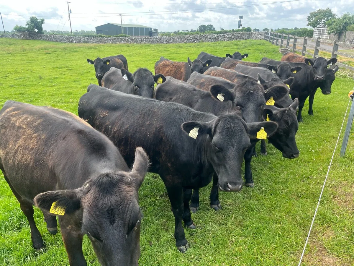 Angus heifers - Image 4