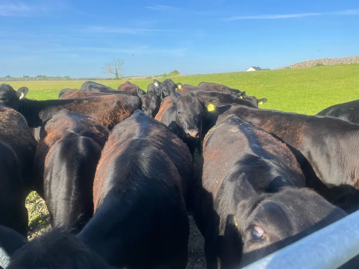 Angus heifers - Image 1