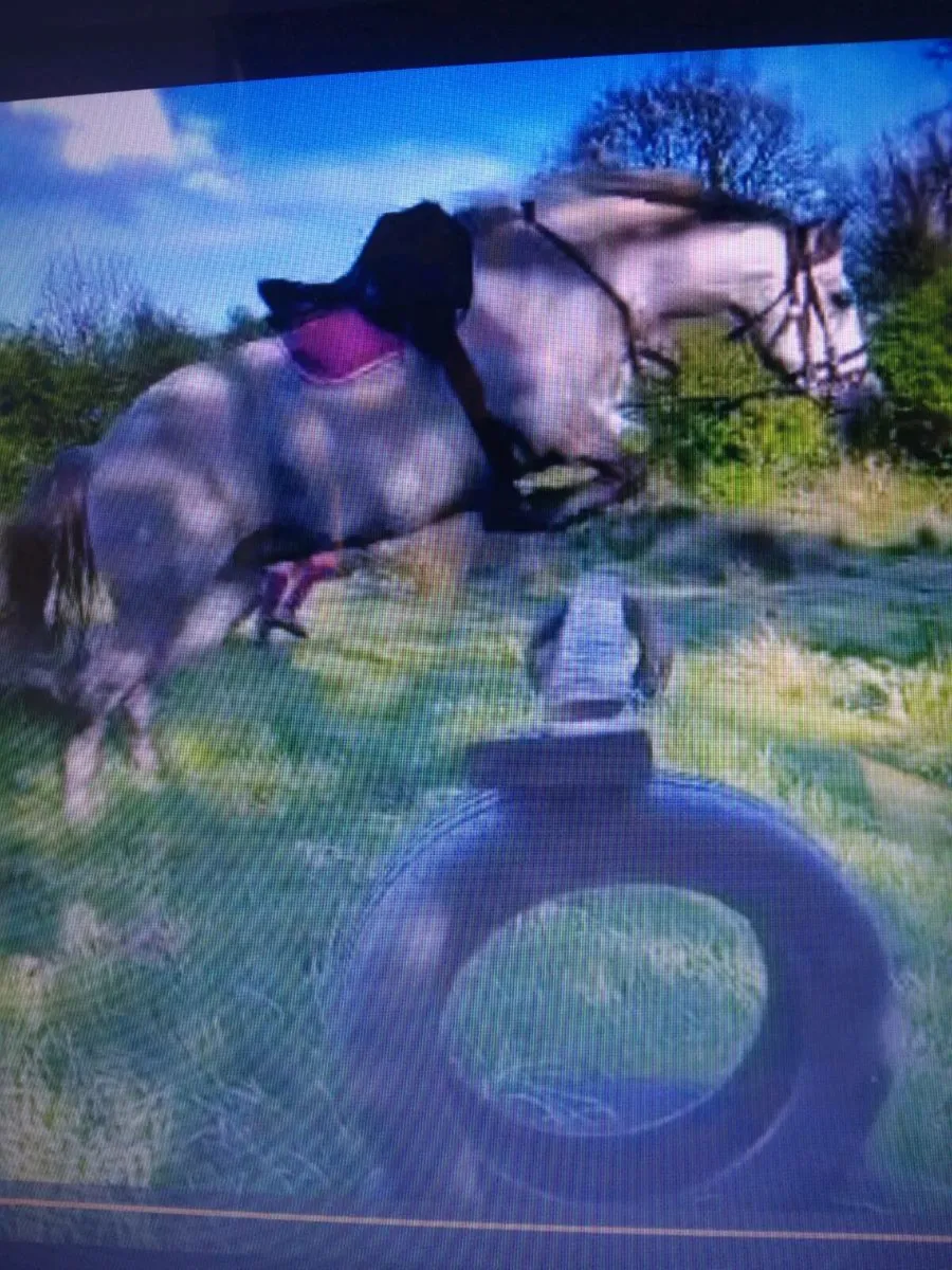 Over-Height Performance Bred Connemara mare,15.1 h - Image 3