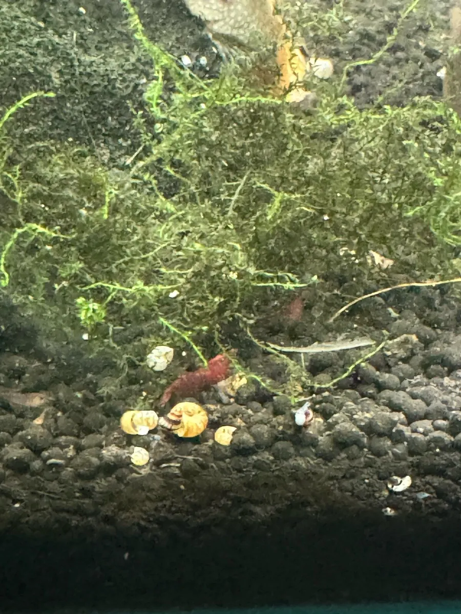 Bloody Mary shrimp - Image 2