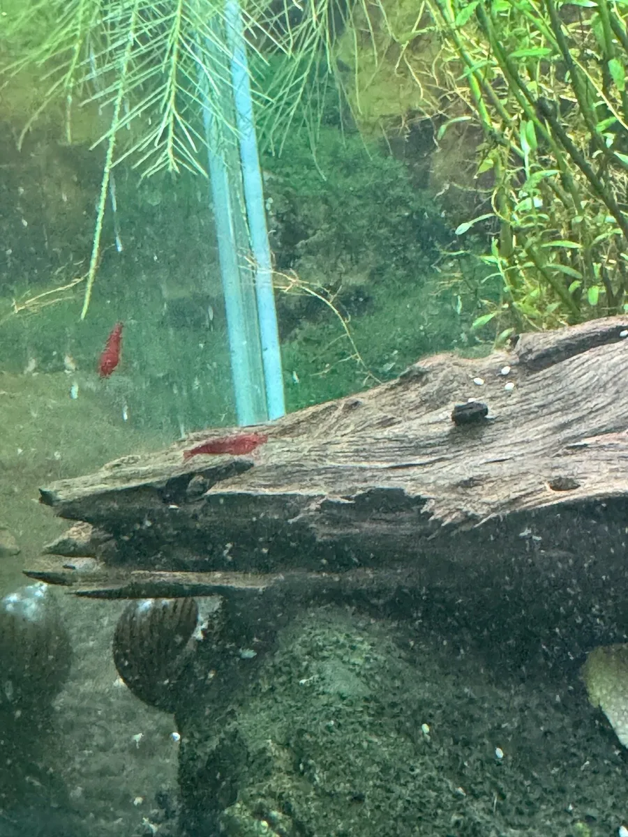 Bloody Mary shrimp - Image 3