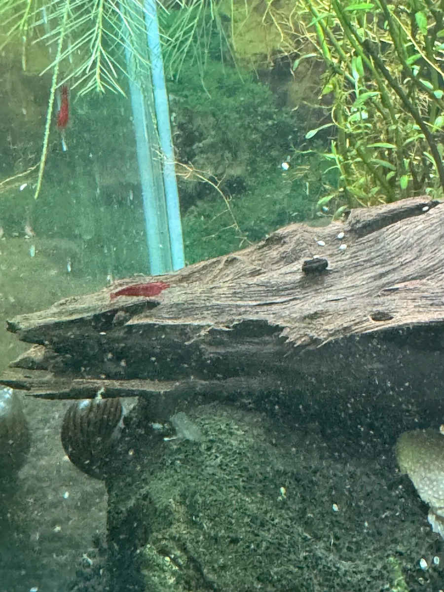 Bloody Mary shrimp - Image 4
