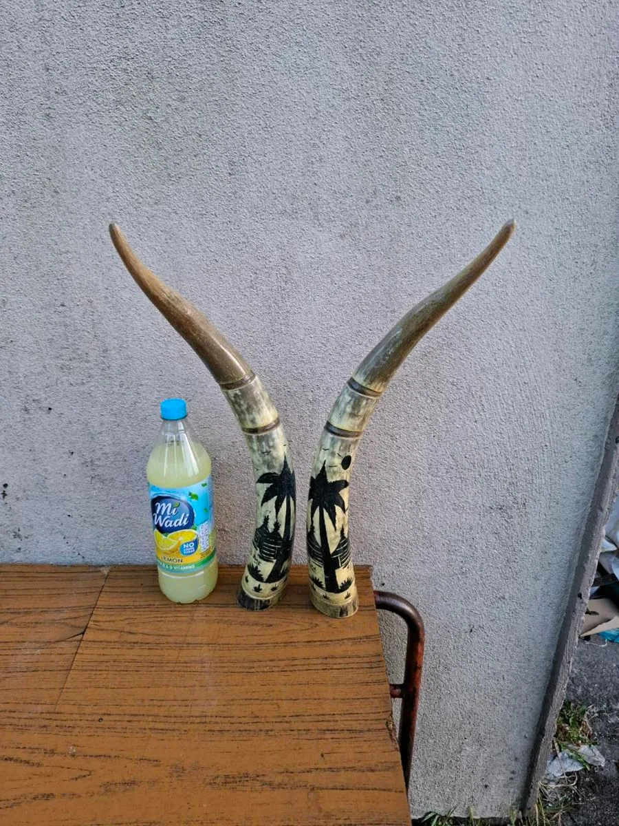 2 african horn possible to post - Image 1