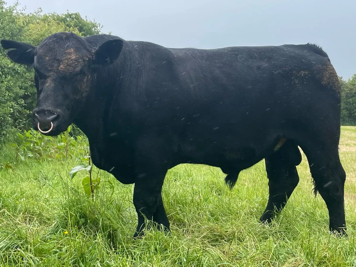 Angus Bull - Image 1