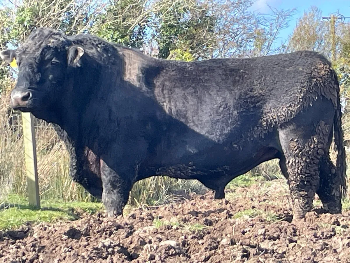 Angus Bull - Image 2
