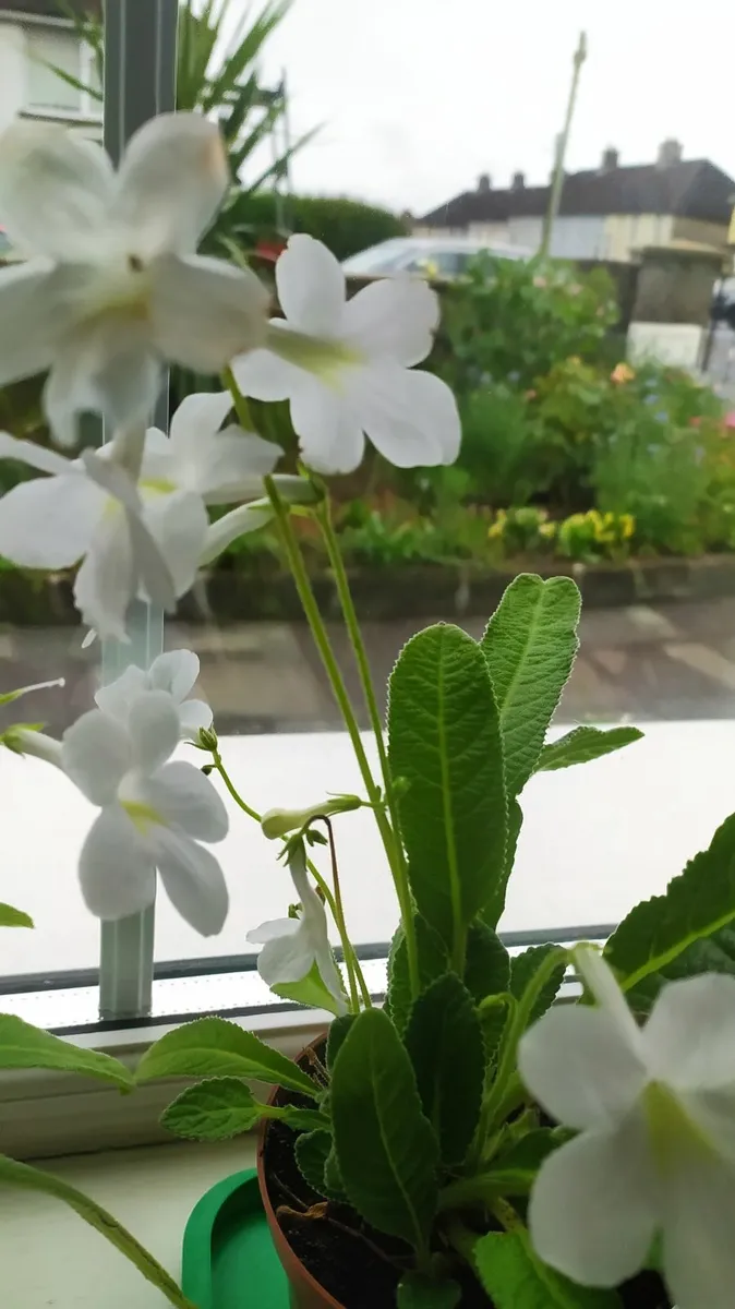 Flower - Image 1