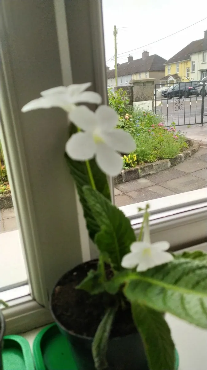 Flower - Image 2