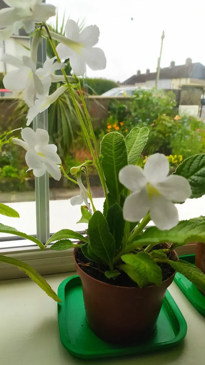 Flower - Image 3