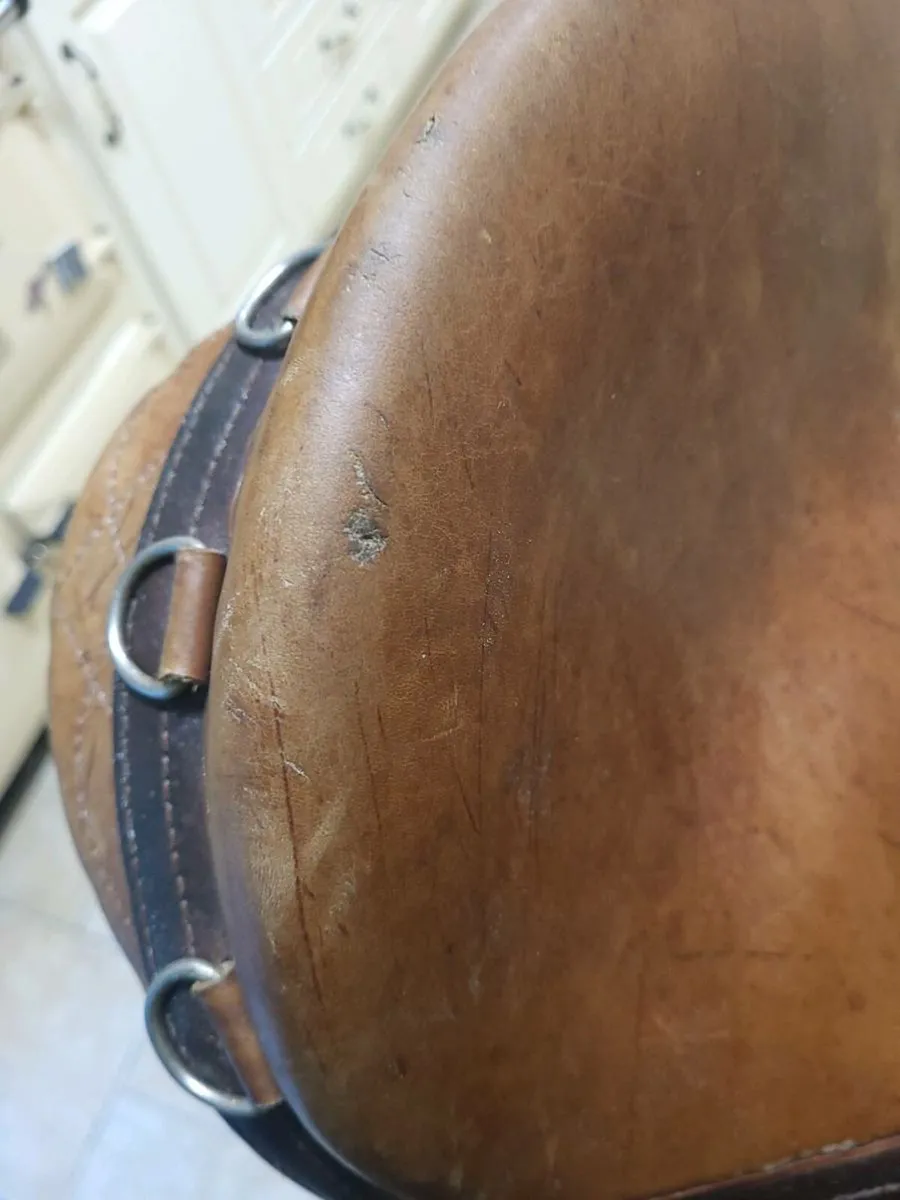 Saddle and horse box - Image 4
