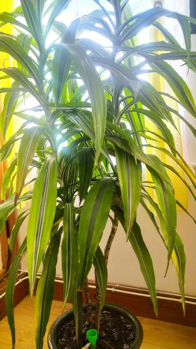 Dracena - Image 1