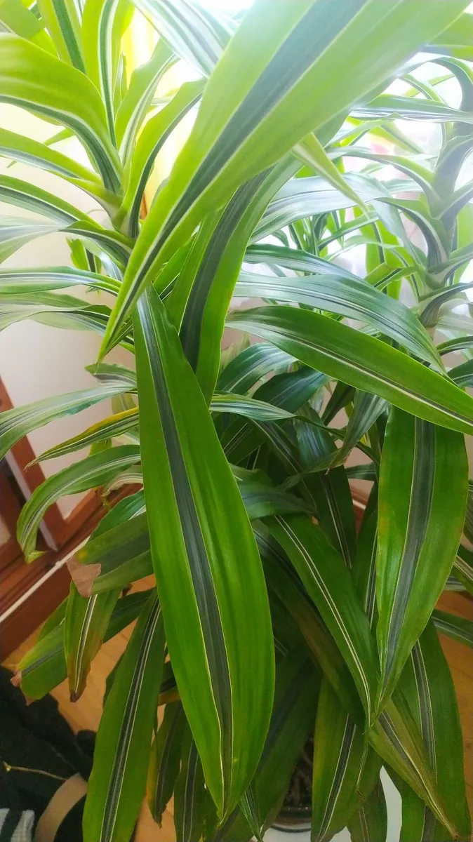Dracena - Image 2