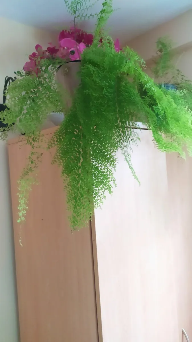 Fern - Image 1