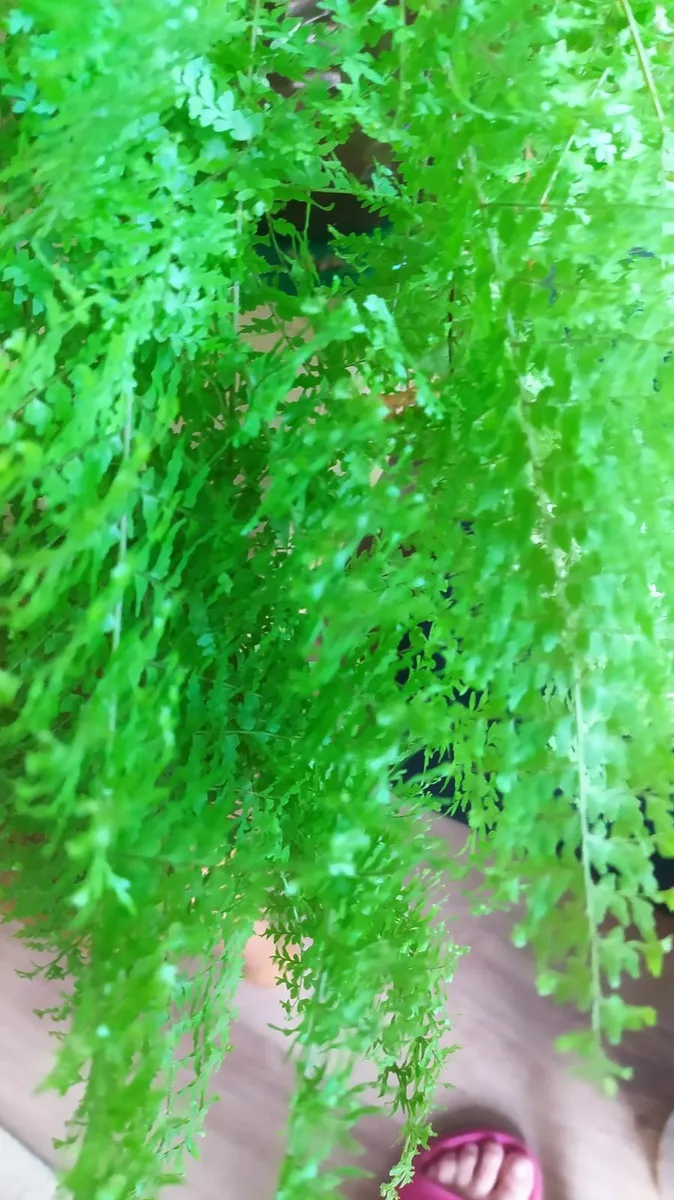 Fern - Image 2