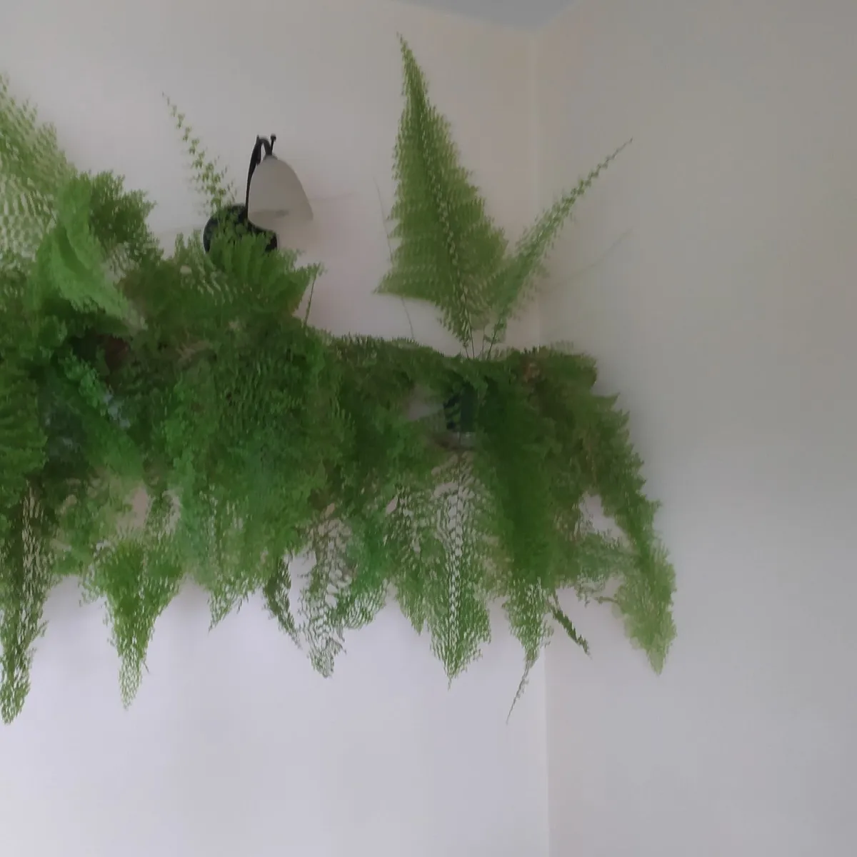 Fern - Image 3