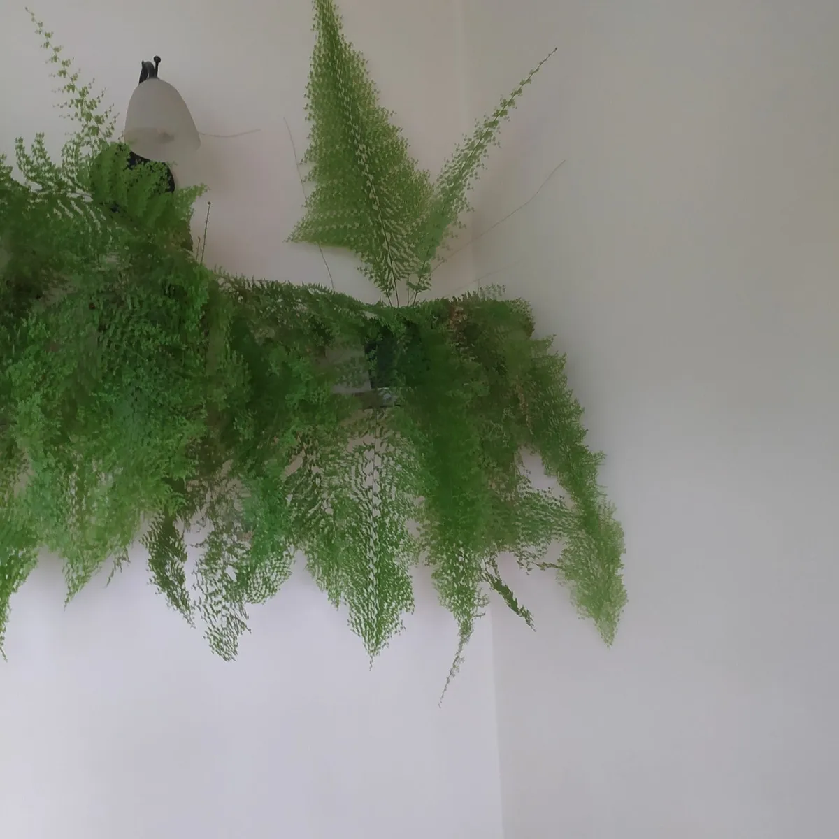 Fern - Image 4