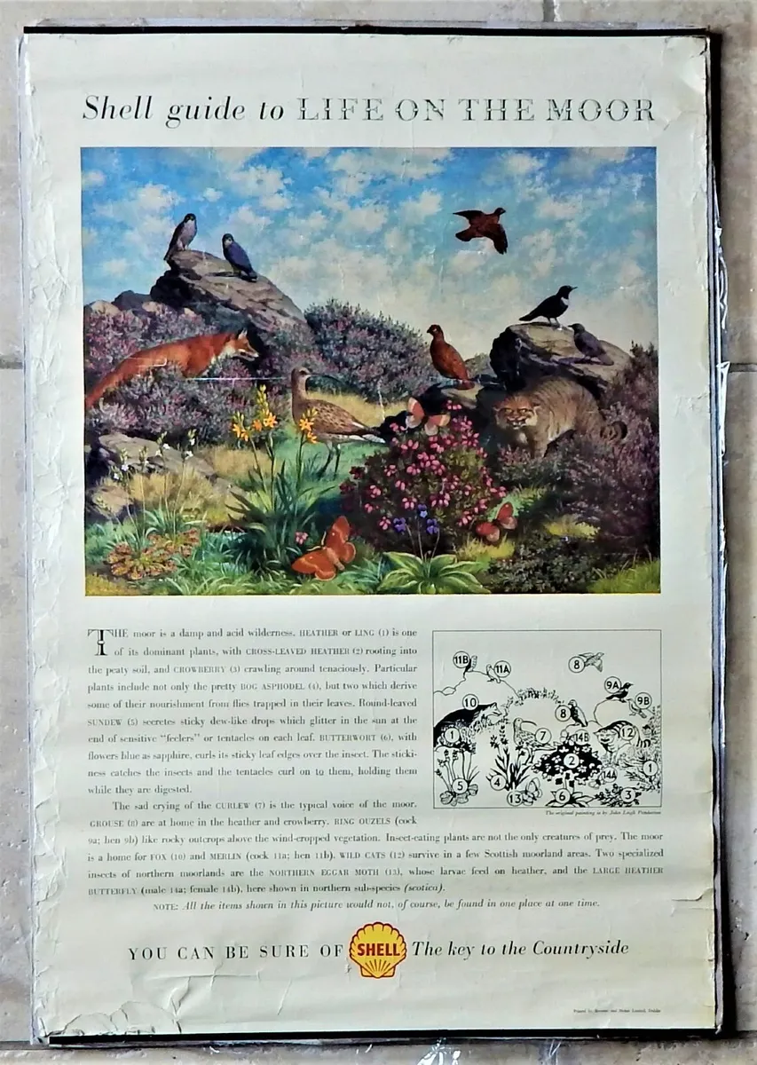 Vintage ‘Shell Guide to Life on the Moor’ Poster - Image 1