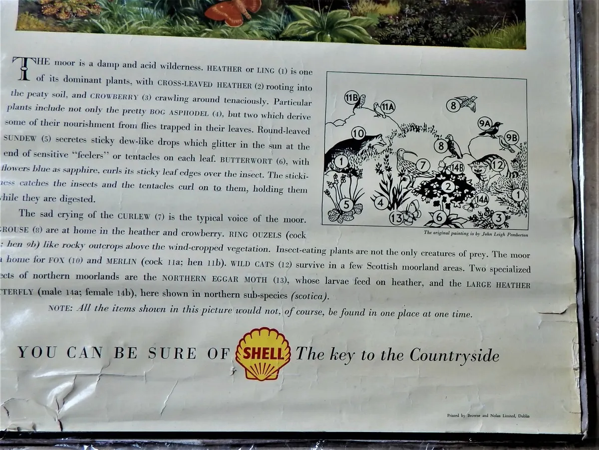 Vintage ‘Shell Guide to Life on the Moor’ Poster - Image 2