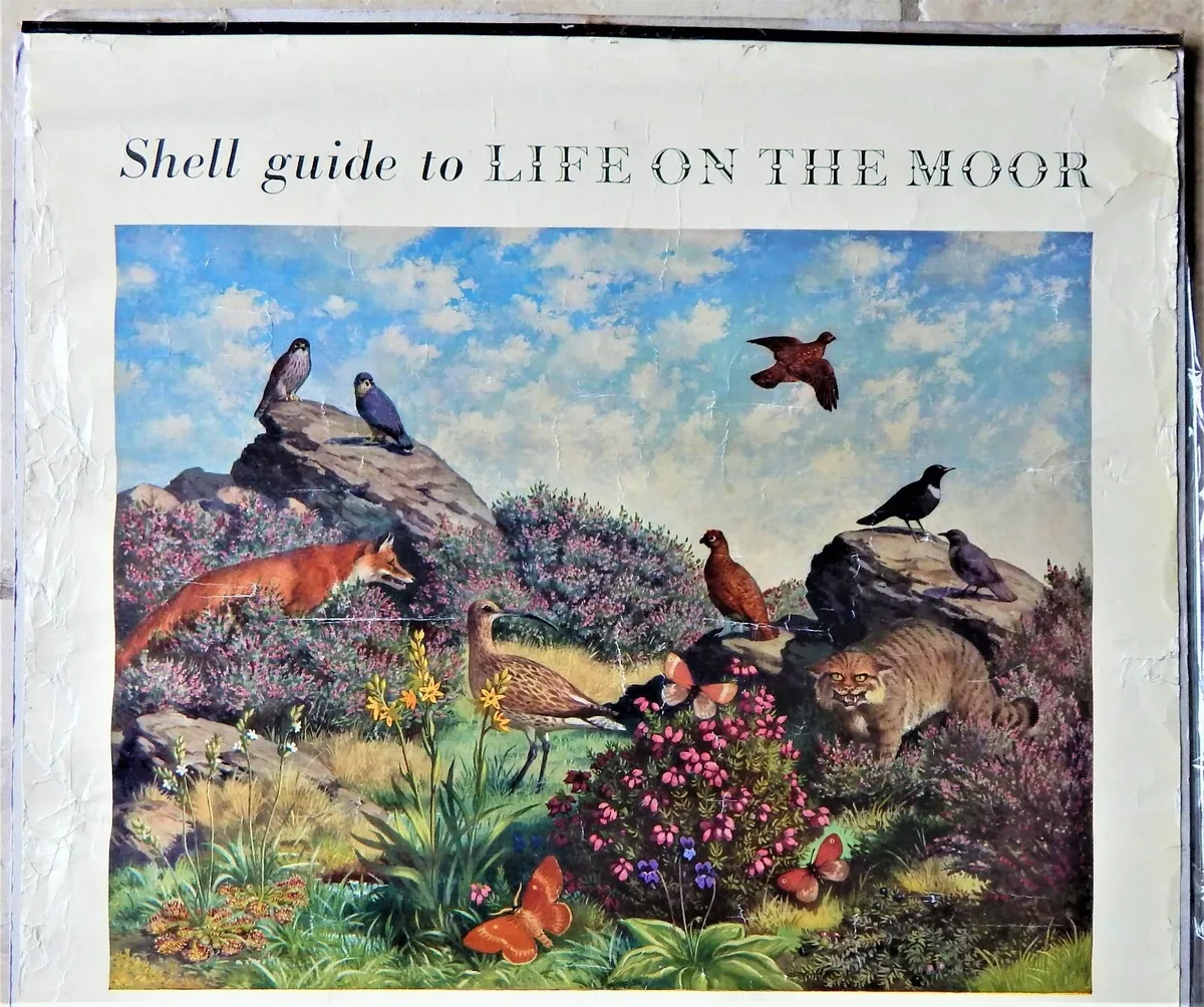 Vintage ‘Shell Guide to Life on the Moor’ Poster - Image 3