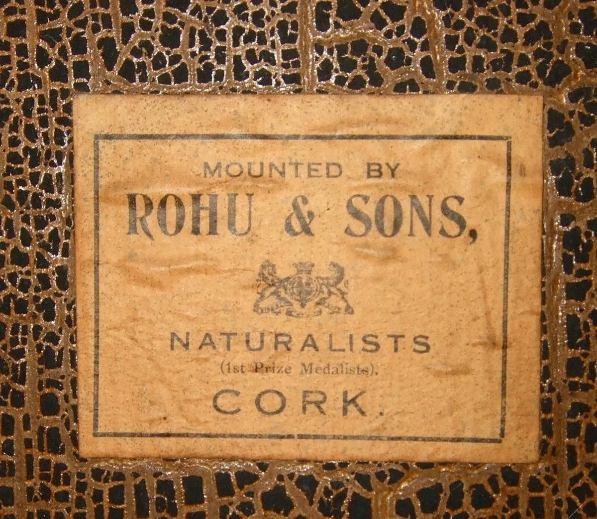Vintage Taxidermy 'Rohu' Cork - Image 2