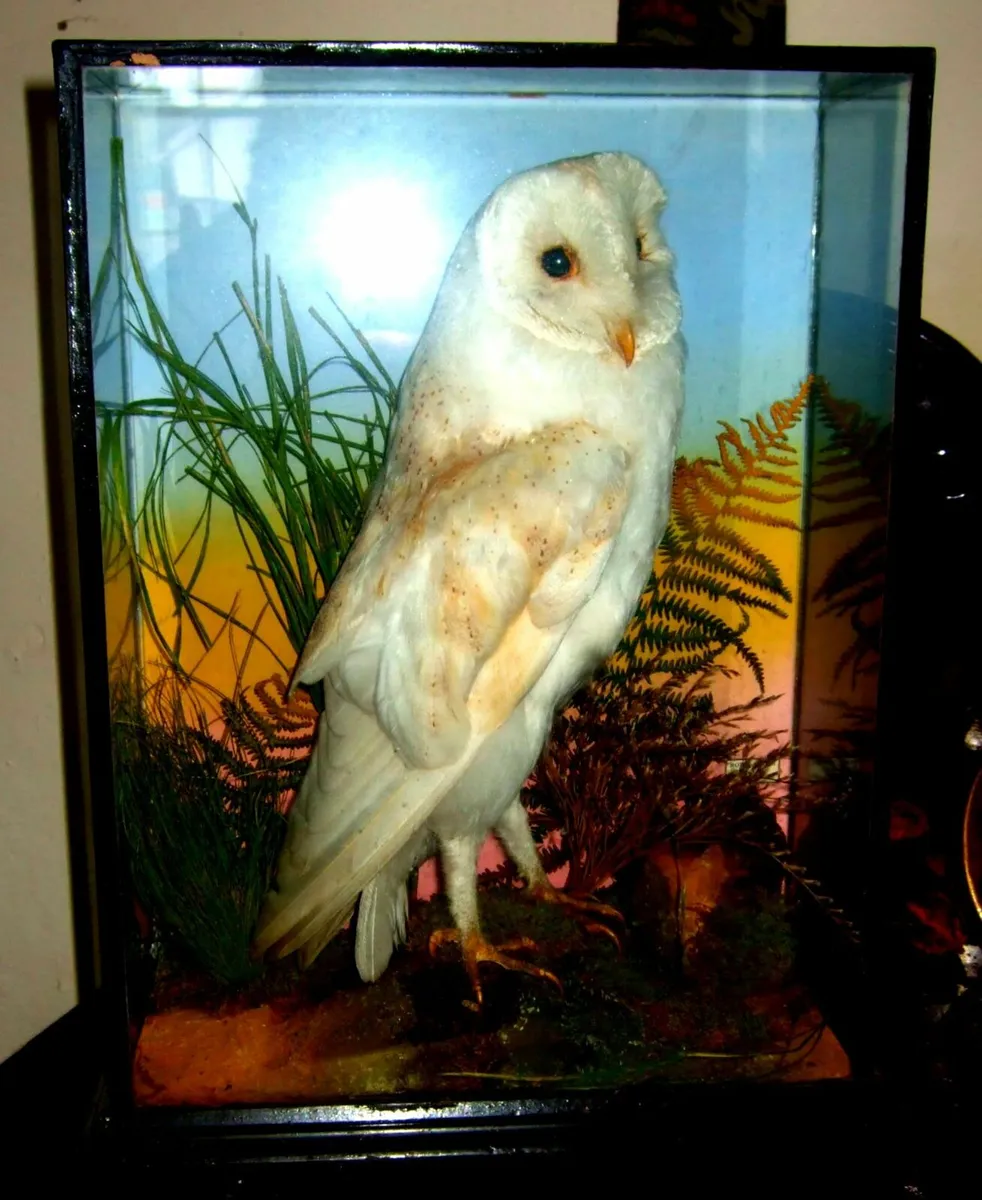 Vintage Taxidermy 'Rohu' Cork - Image 3
