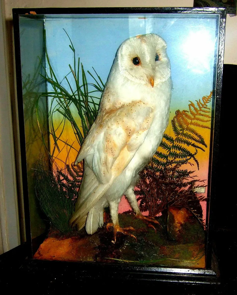 Vintage Taxidermy 'Rohu' Cork - Image 1