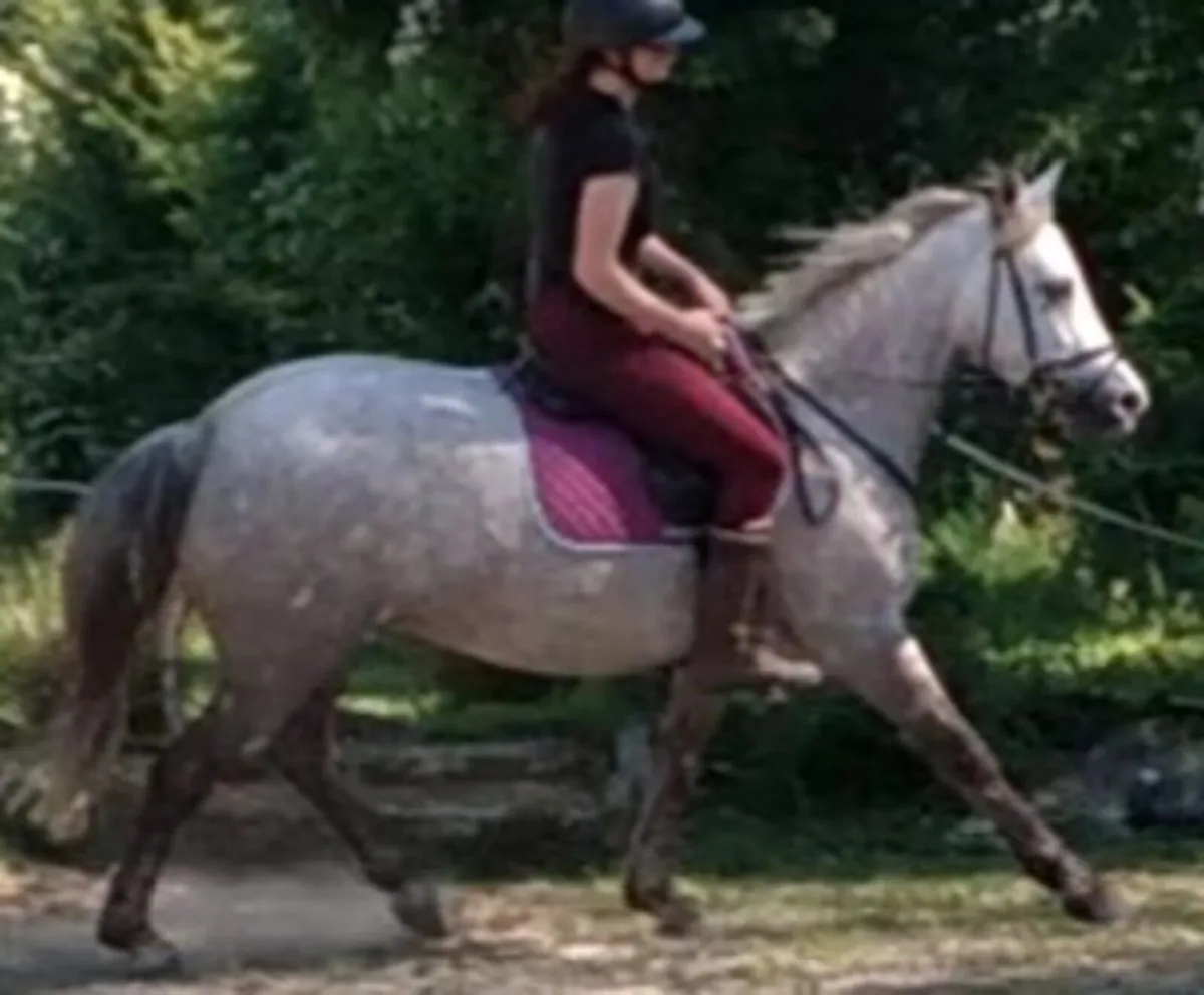 Over-Height Performance Bred Connemara mare,15.1 h - Image 1