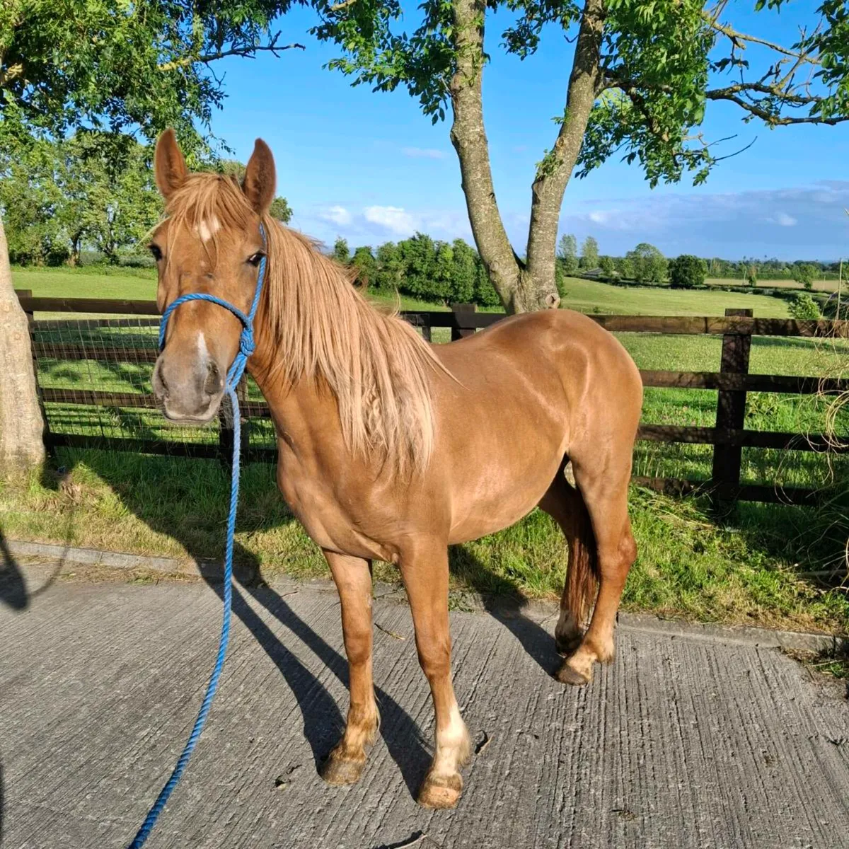 2yr old draught cross Filly - Image 1