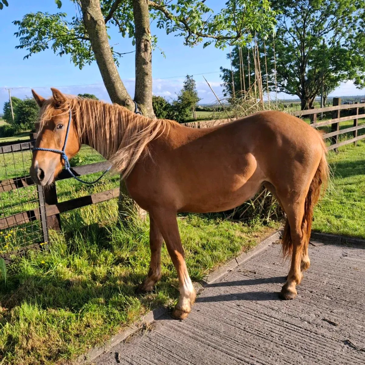 2yr old draught cross Filly - Image 3