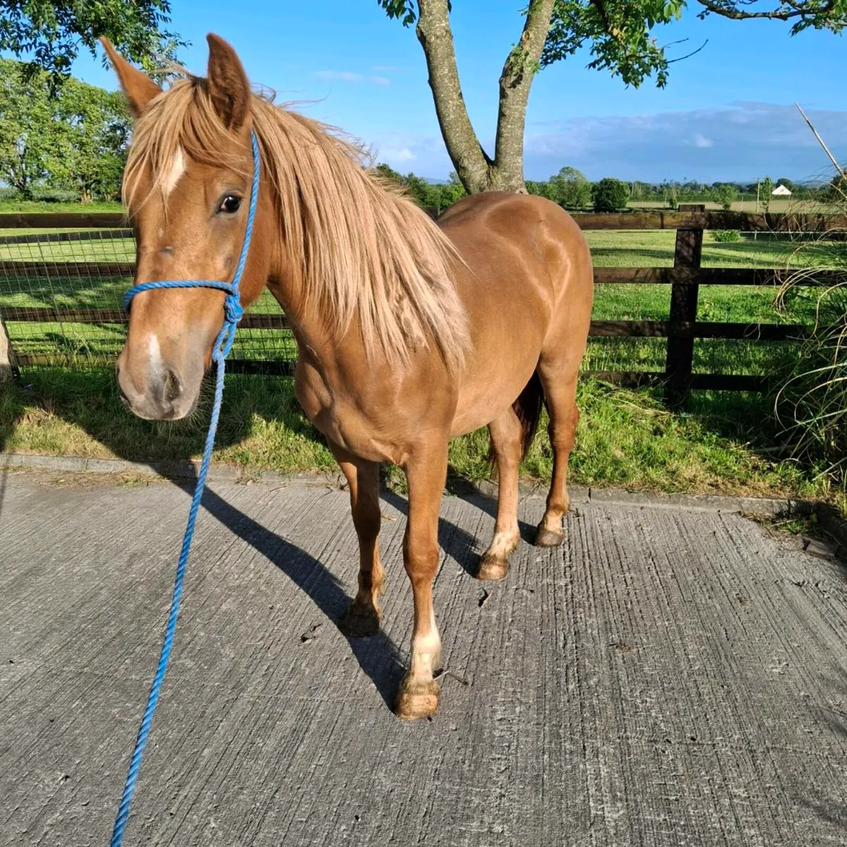 2yr old draught cross Filly - Image 4