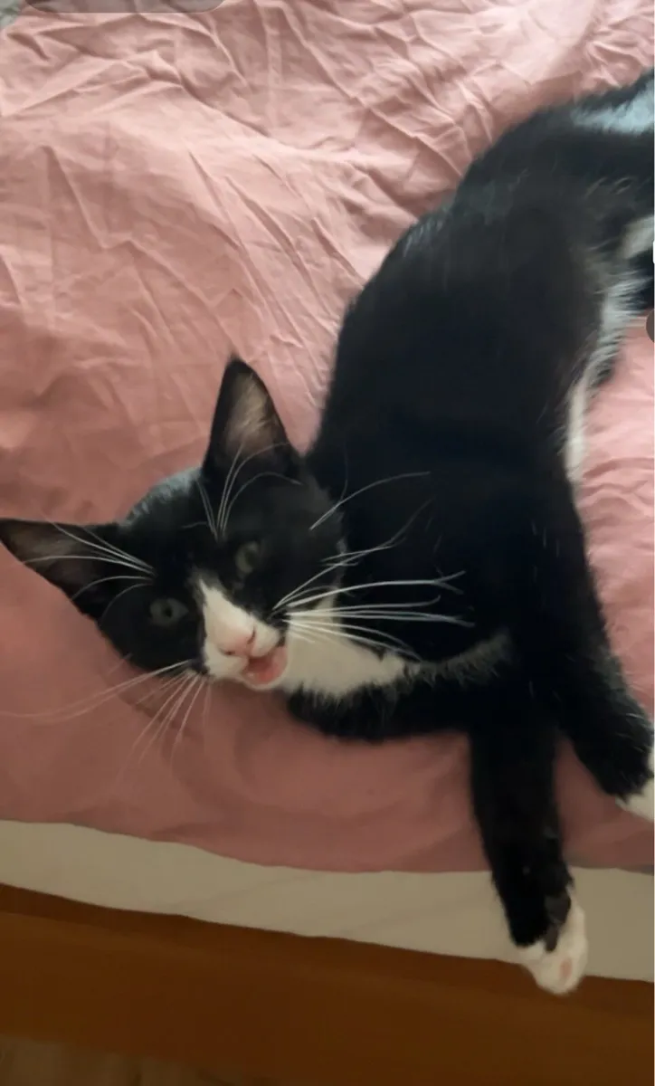 Female tuxedo cat - Image 2