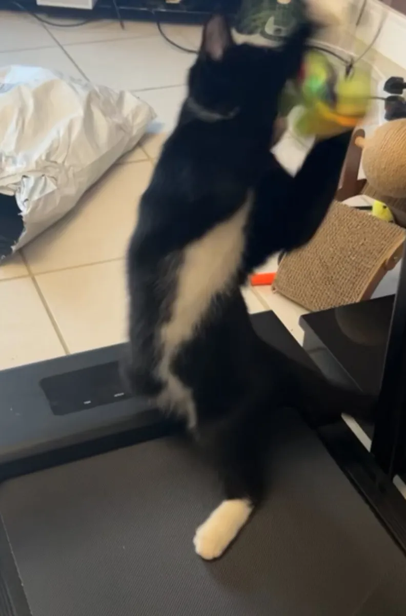 Female tuxedo cat - Image 3