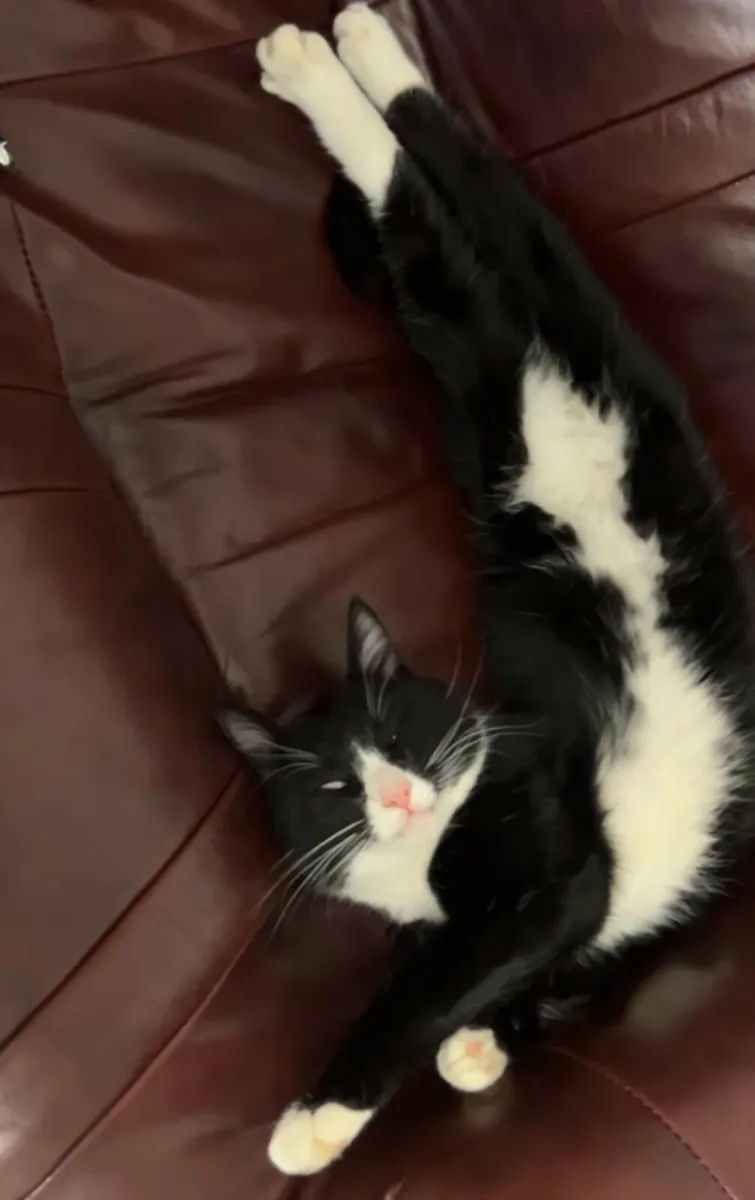 Female tuxedo cat - Image 4
