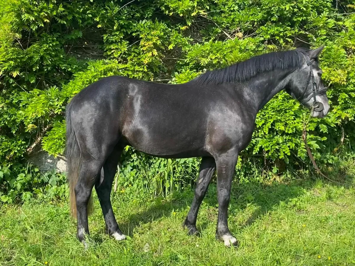 Flashy 4 yr old gelding for sale - Image 1