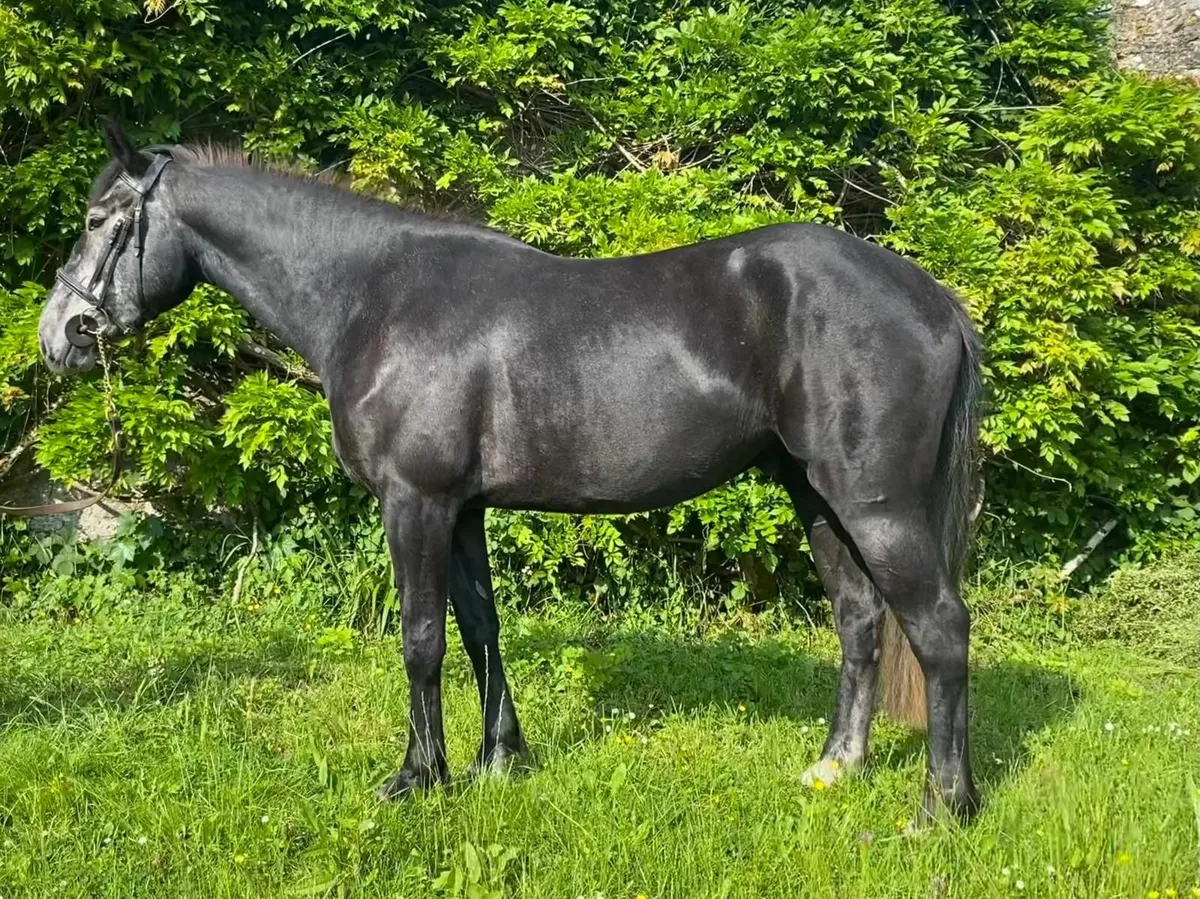 Flashy 4 yr old gelding for sale - Image 2